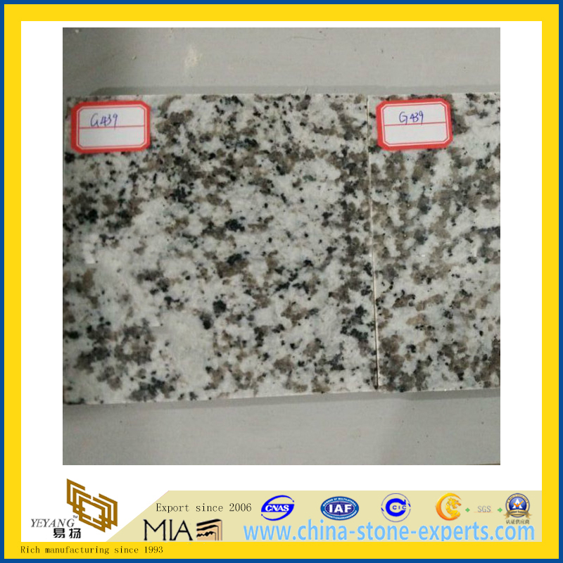 Building Material G439 Chinese White Granite for Tile(YQG-GT1158)