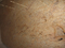 Polished Kashmir Gold Granite Slab for Countertop and Vanity Top