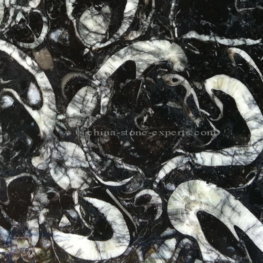 Precious High Polished Sea Shell Black Fossil Marble Floor Tile (YQZ-MT1007