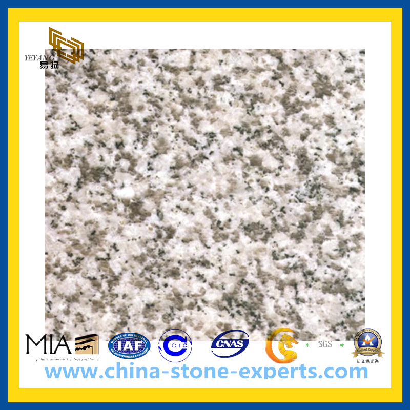 Chinese Pearl White Granite Slab for Flooring Kitchen Countertop (YQG-GS1010)