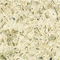 Pine Nut Yellow (YQ5202)