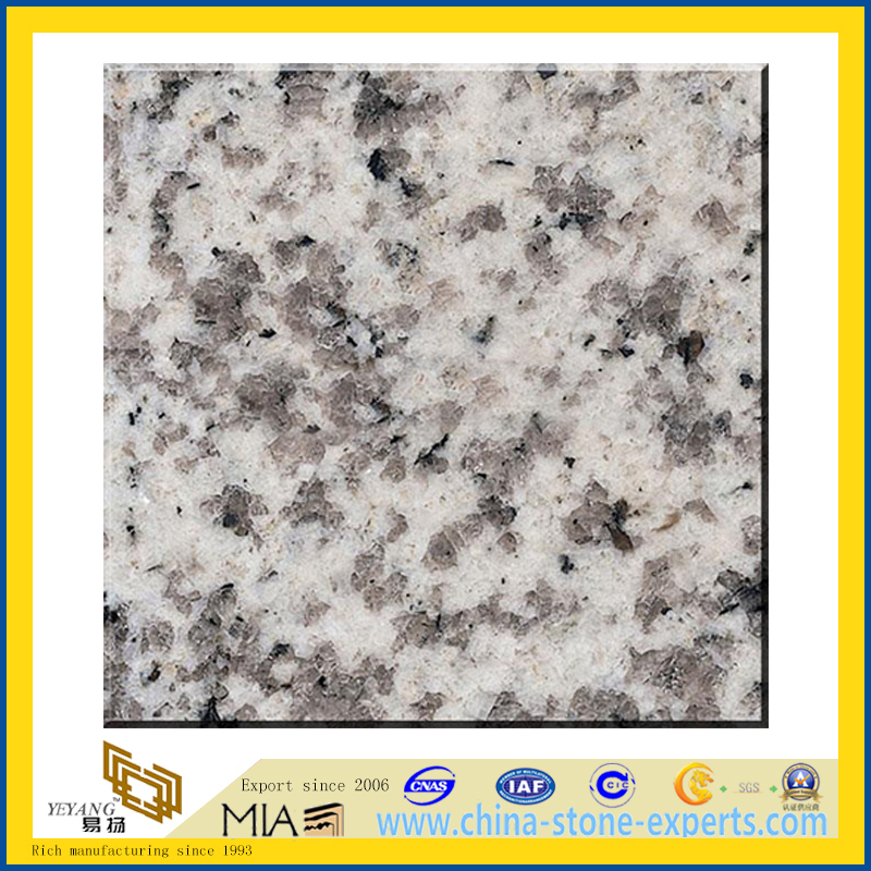 Polished White G655 Granite Slabs for Countertops (YQZ-G1026)