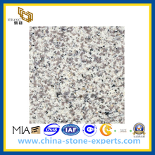G655 Tong'an White Granite Slab for Countertop & Vanitytop(YQG-GS1014)