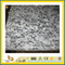 Polished Grey Spray White Granite Slab for Wall/Floor (YQC)