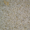 Giallo Fantasia-Granite Colors | Giallo Fantasia Granite for Kitchen& Bathroom Countertops